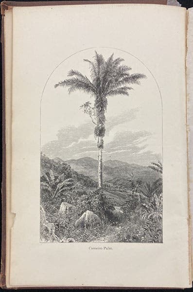 A palm in Brazil, frontispiece wood engraving after a drawing by Jacques Burkhardt, A Journey in Brazil, by Louis and Elizabeth Cabot Cary Agassiz, 1868 (Linda Hall Library)