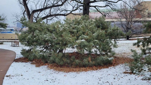 Arts Blue Scotch Pine winter