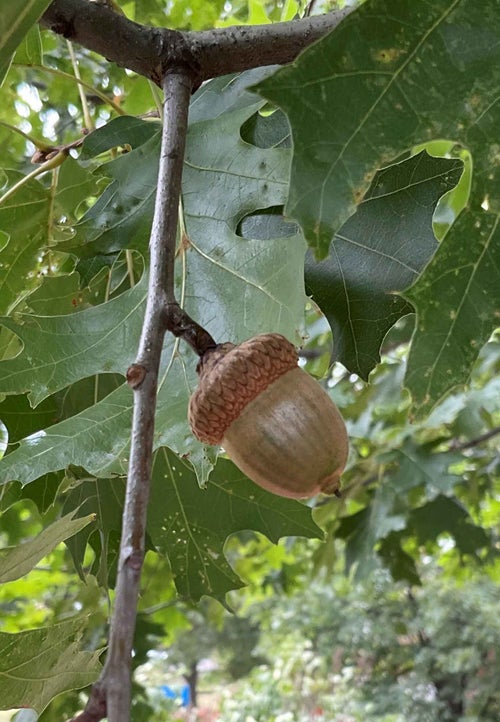 Scarlet Oak seed