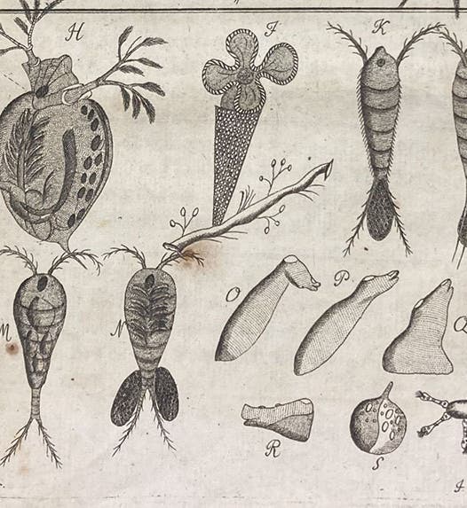 Two copepods (figs. K-L, M-N) and a Daphnia (fig. H), detail of an engraving, Beyträge zur Naturgeschichte der kleinsten Wasserthiere, by Johann Conrad Eichhorn, plate 5, p. 47, 1781 (Linda Hall Library)