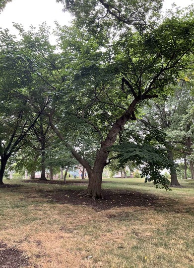 Red Mulberry summer