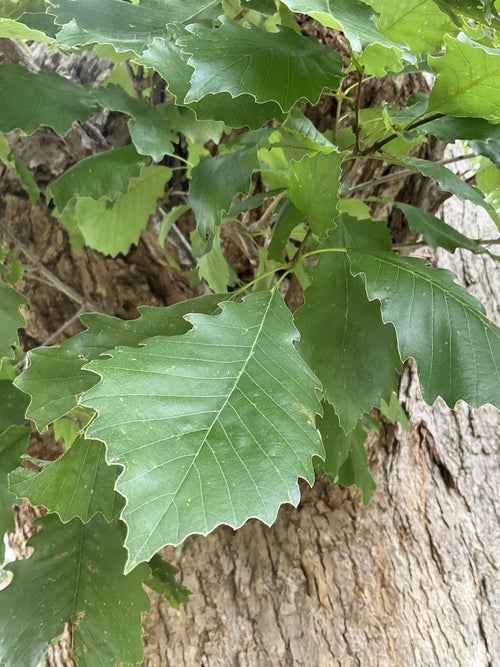 Chinkapin Oak leaf