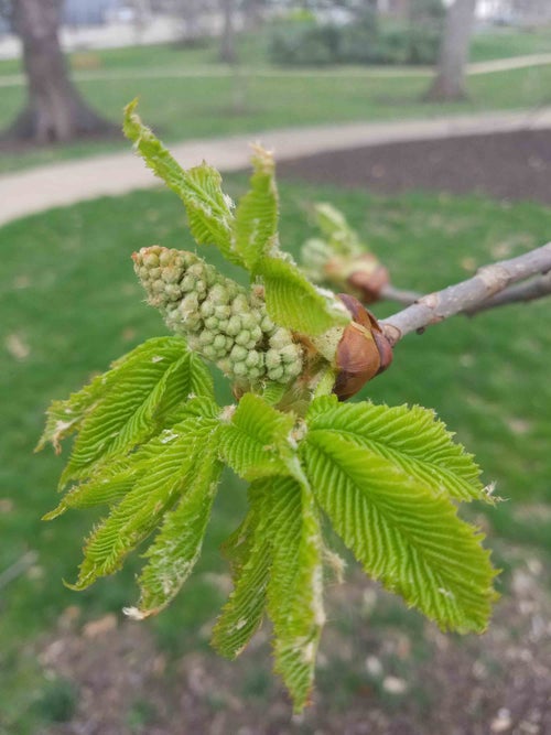 Yellow Buckeye flower bud