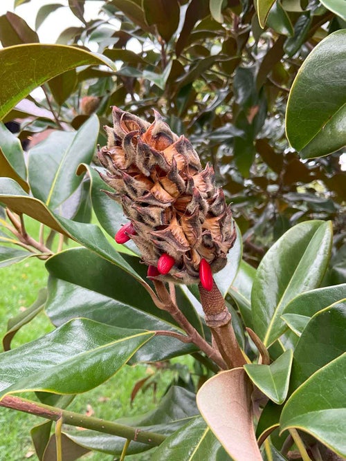 Southern Magnolia seed