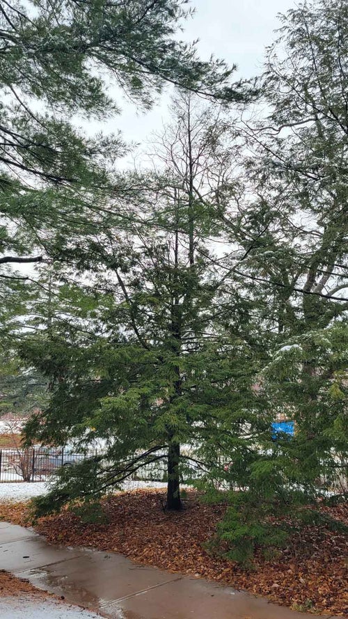 Canadian Hemlock winter