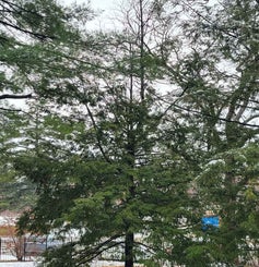 Canadian Hemlock winter