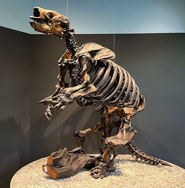 A skeletal mount of Paramylodon harlani, George Page Museum, La Brea Tar Pits, Los Angeles, recent photograph (Wikimedia commons)