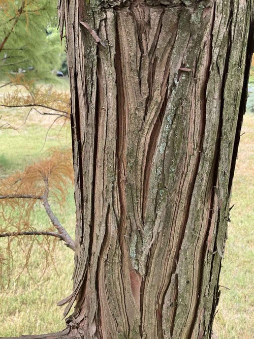 Pond Cypress bark