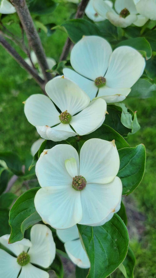 Venus Dogwood flower