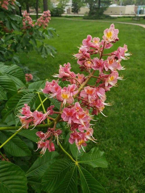 Red Horsechestnut flower