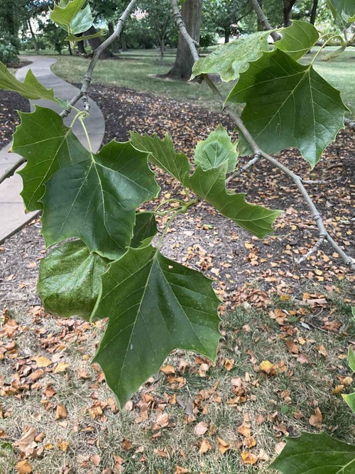 London Planetree leaf