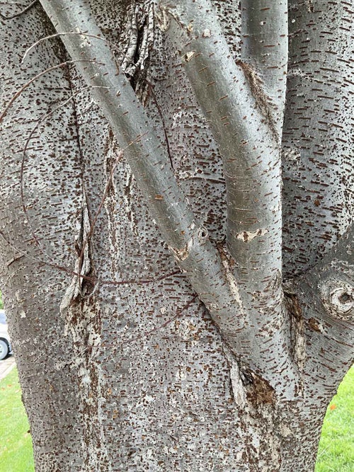 Japanese Zelkova bark