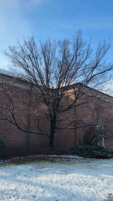 American Hornbeam; Musclewood; Blue Beech; Water Beech winter