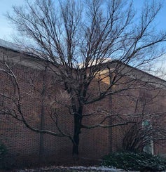 American Hornbeam; Musclewood; Blue Beech; Water Beech winter