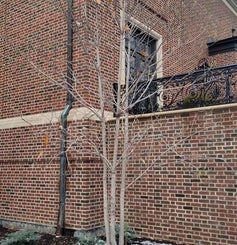 Sweetbay Magnolia winter