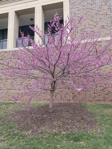 Redbud spring