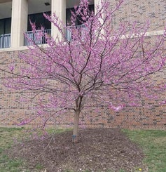 Redbud spring