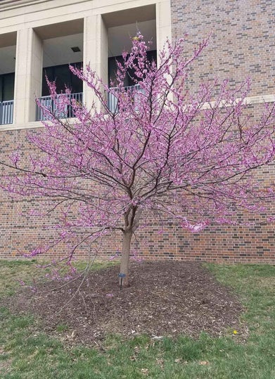 Redbud spring