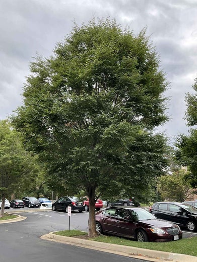 Japanese Zelkova summer