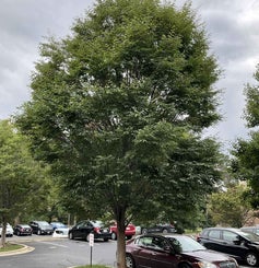 Japanese Zelkova summer