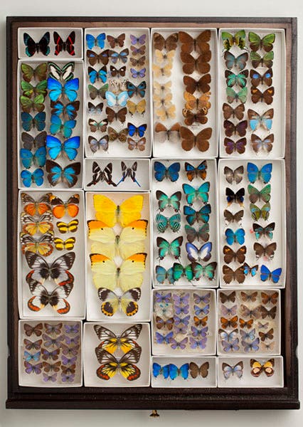 One drawer of many; butterflies collected by Andrey Avinoff, Carnegie Museum of Natural History, Pittsburgh (carnegiemnh.org)