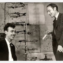 Francis Crick (right) and James Watson, with their model of DNA, photograph by Antony Barrington Brown, one of many taken in their lab on May 21, 1953, National Portrait Gallery, London (npg.org.uk)
