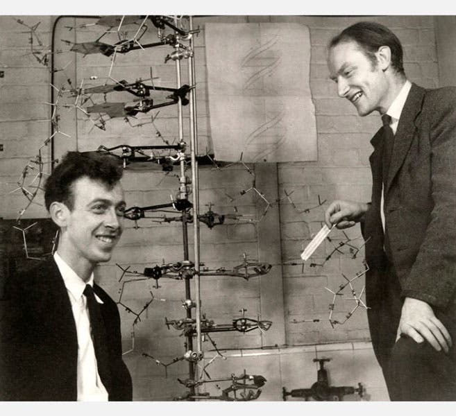 Francis Crick (right) and James Watson, with their model of DNA, photograph by Antony Barrington Brown, one of many taken in their lab on May 21, 1953, National Portrait Gallery, London (npg.org.uk)