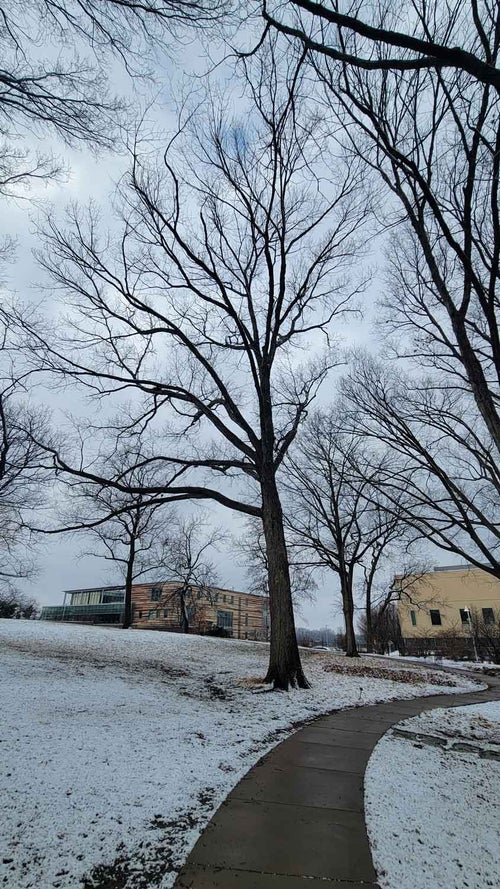 Swamp Chestnut Oak winter