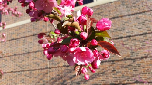 Flowering Crab flower