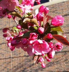 Flowering Crab flower