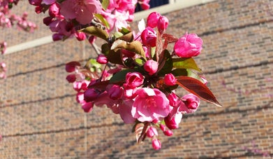 Flowering Crab flower