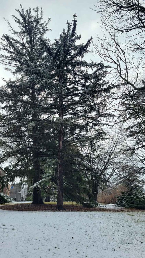 Colorado Spruce winter