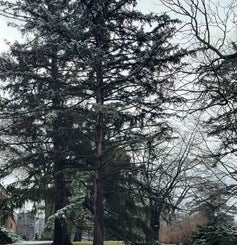 Colorado Spruce winter