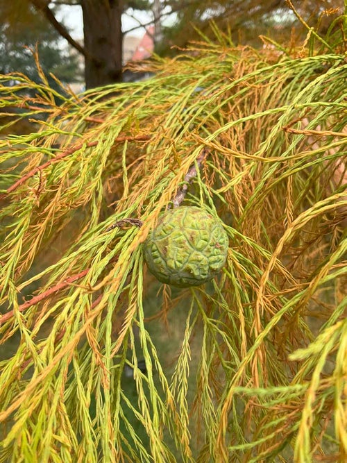 Pond Cypress fruit