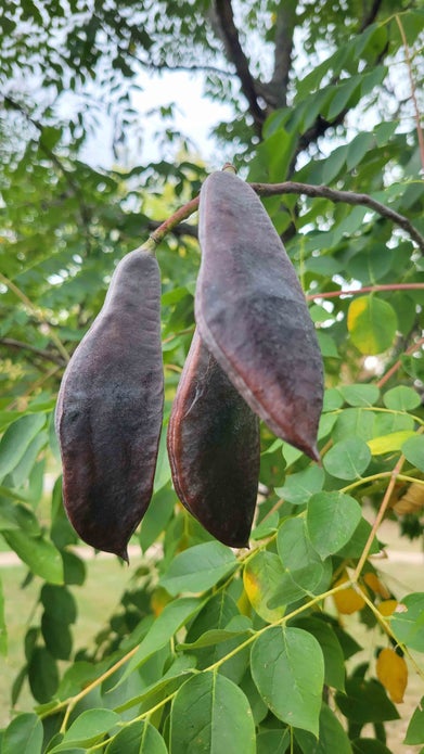 Kentucky Coffeetree Fruit 1