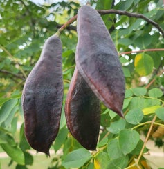 Kentucky Coffeetree Fruit 1