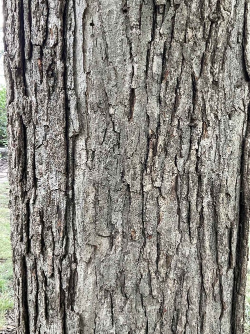 Bebb Oak bark