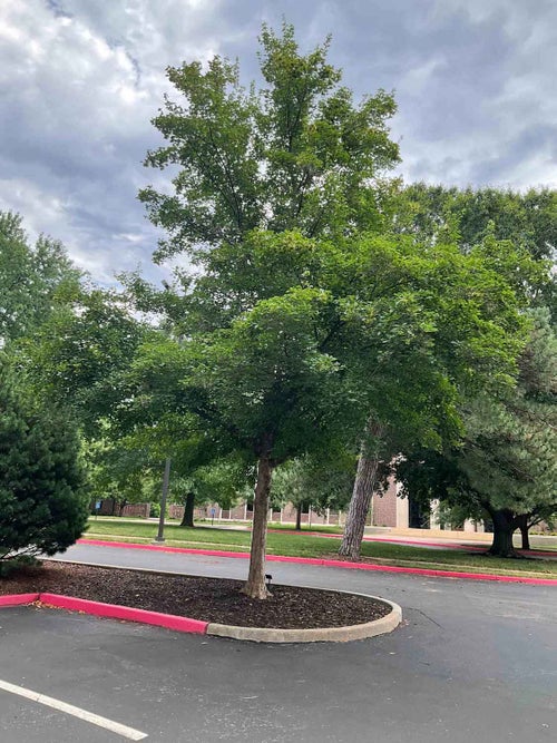 Trident Maple summer