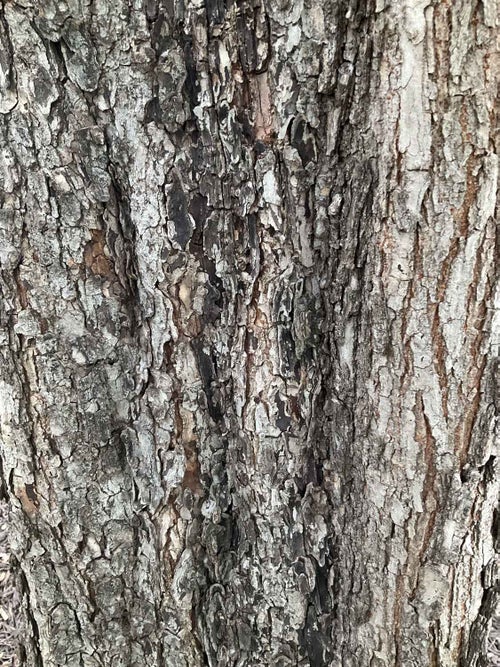 Lacebark Elm bark