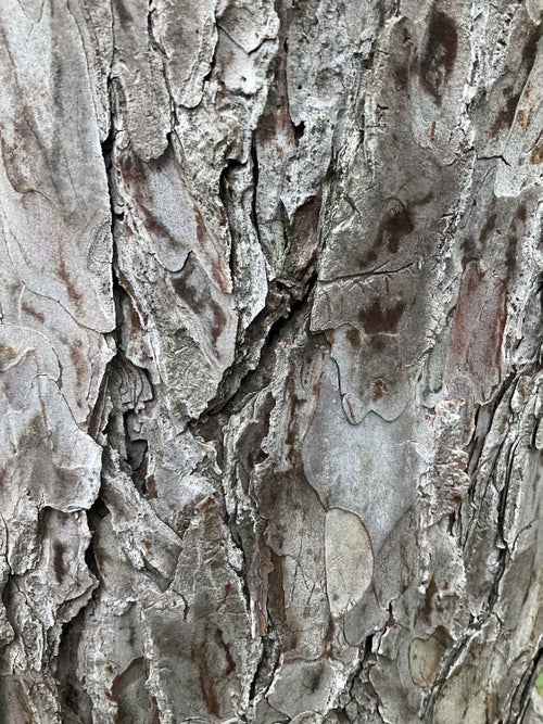 Austrian Pine bark