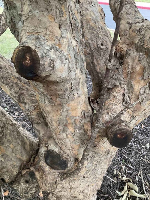 Corneliancherry Dogwood bark