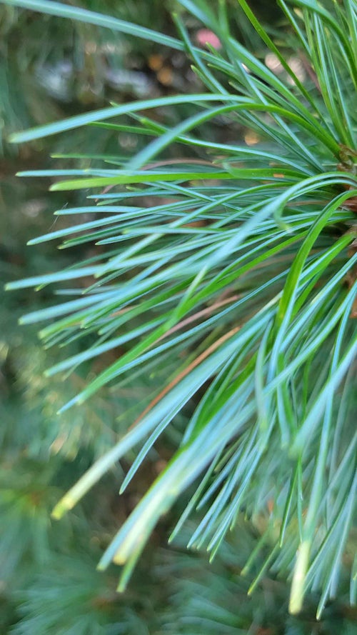 Swiss Stone Pine leaf