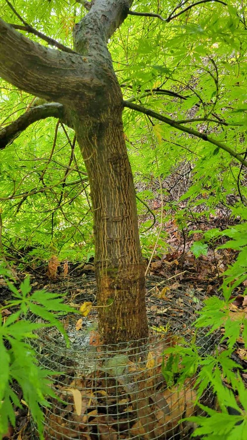 Japanese Maple bark