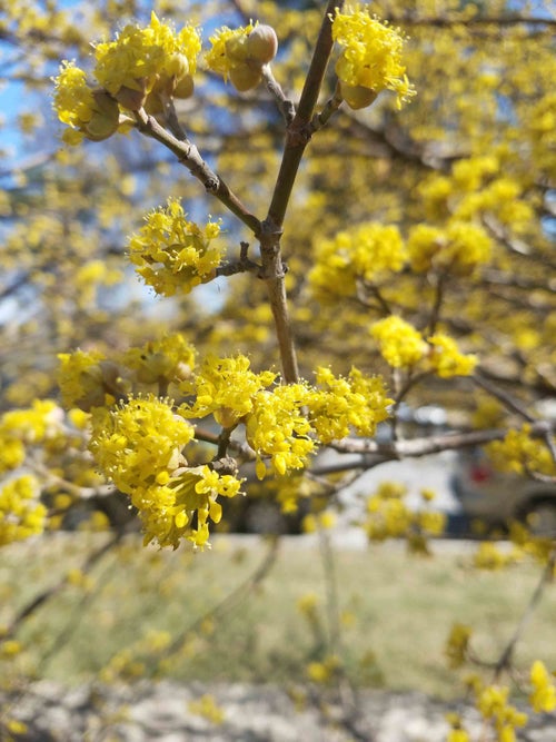 Japanese Cornel Dogwood flower