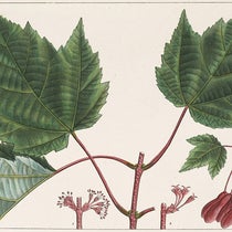 Red-flowering Maple, Acer rubrum, slight cropping of hand-colored engraving by Pancrace Bessa, The North American Sylva: or, A Description of the Forest Trees of the United States, Canada and Nova Scotia, by François-André Michaux, vol. 1, plate 49 1865 (The Linda Hall)