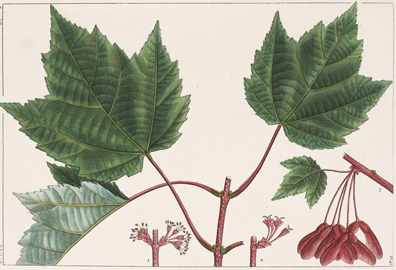 Red-flowering Maple, Acer rubrum, slight cropping of hand-colored engraving by Pancrace Bessa, The North American Sylva: or, A Description of the Forest Trees of the United States, Canada, and Nova Scotia, by François-André Michaux, vol. 1, plate 49 1865 (The Linda Hall)