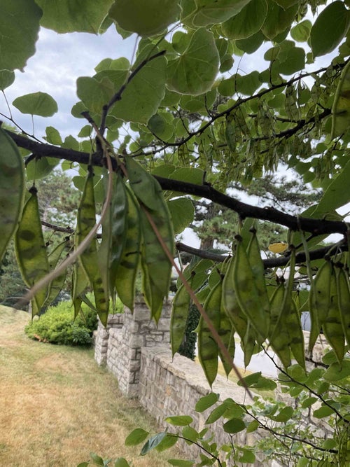 Pink Redbud fruit