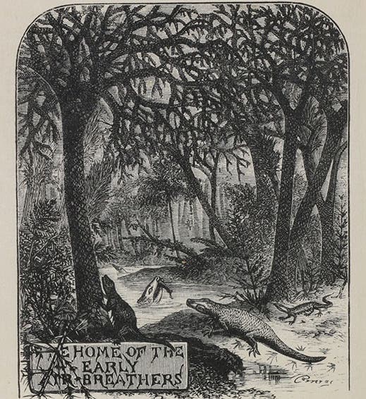 Headpiece to chapter 4, “The Home of the Early Air-Breathers, detail of wood engraving by Theo Carreras, Winners in Life's Race, or the Great Backboned Family, by Arabella Buckley, 1882 (Linda Hall Library)