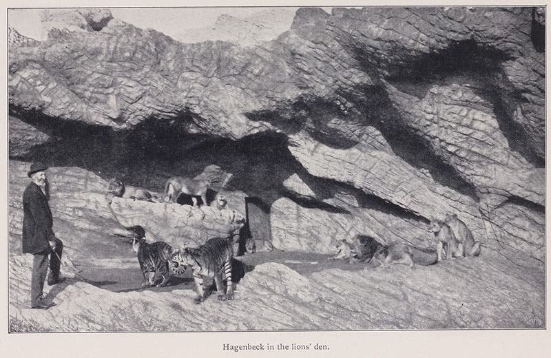 Hagenbeck in the lions’ den, Beasts and Men, being Carl Hagenbeck's Experiences for Half a Century among Wild Animals, by Carl Hagenbeck, p. 136, 1909 (Linda Hall Library)