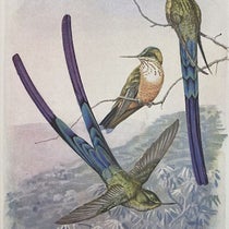 Blue-tailed ethereal hummingbird, by Louis Agassiz Fuertes, in Autobiography of a Bird-Lover, by Frank M. Chapman, p. 352, 1933 (Linda Hall Library)